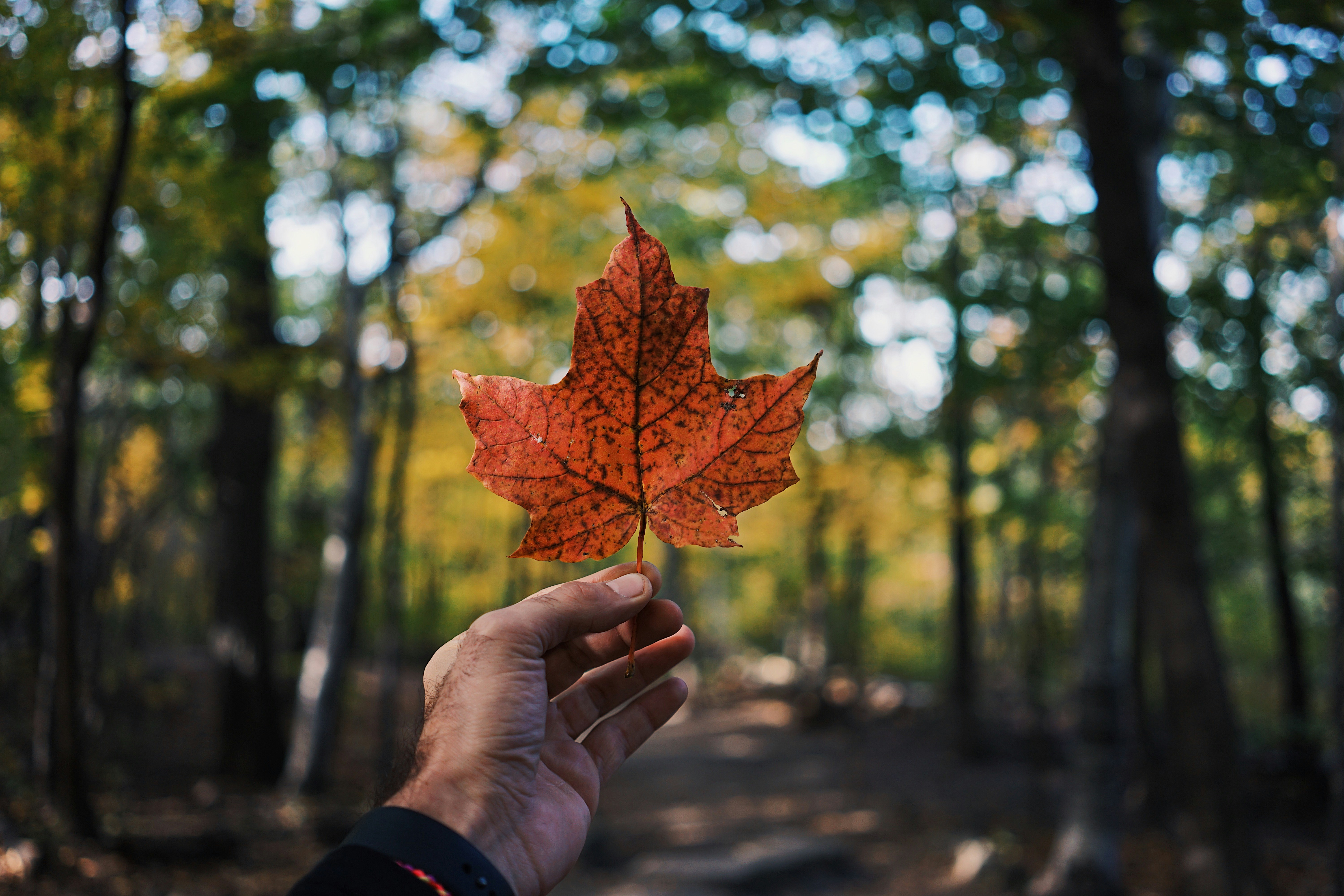 A hand holding a bright red maple leaf on a forest trail in autumn